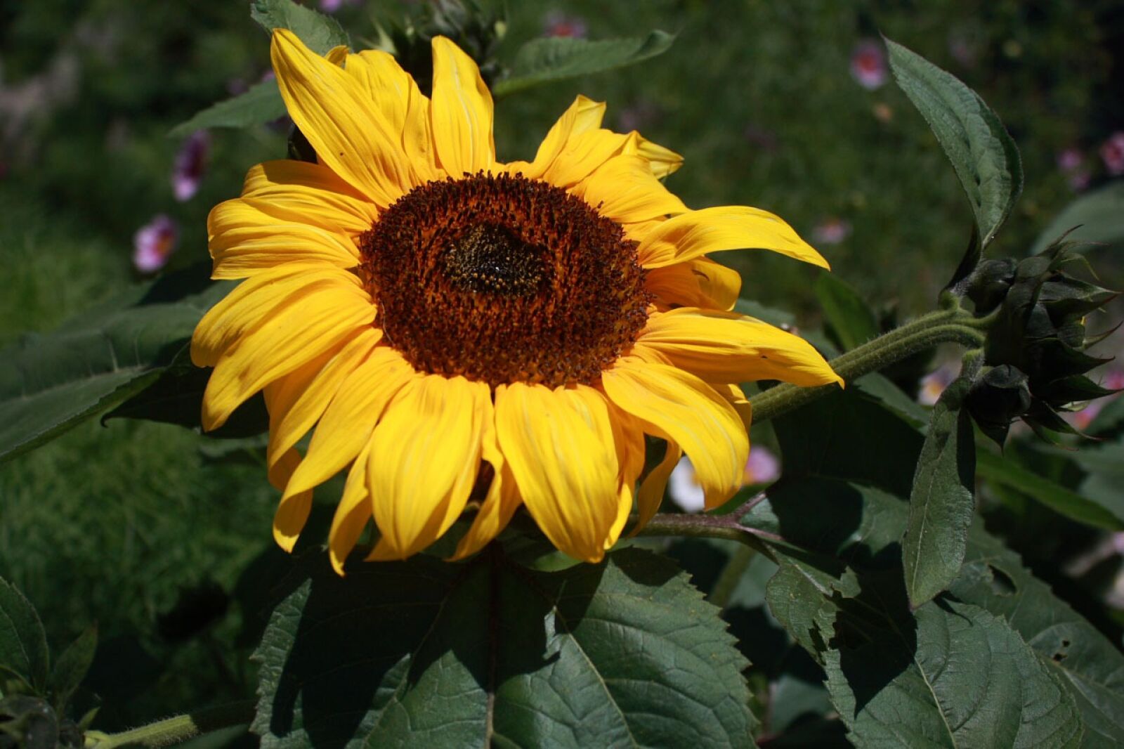 Canon EOS 400D (EOS Digital Rebel XTi / EOS Kiss Digital X) sample photo. Sunflower, flower, bloom photography