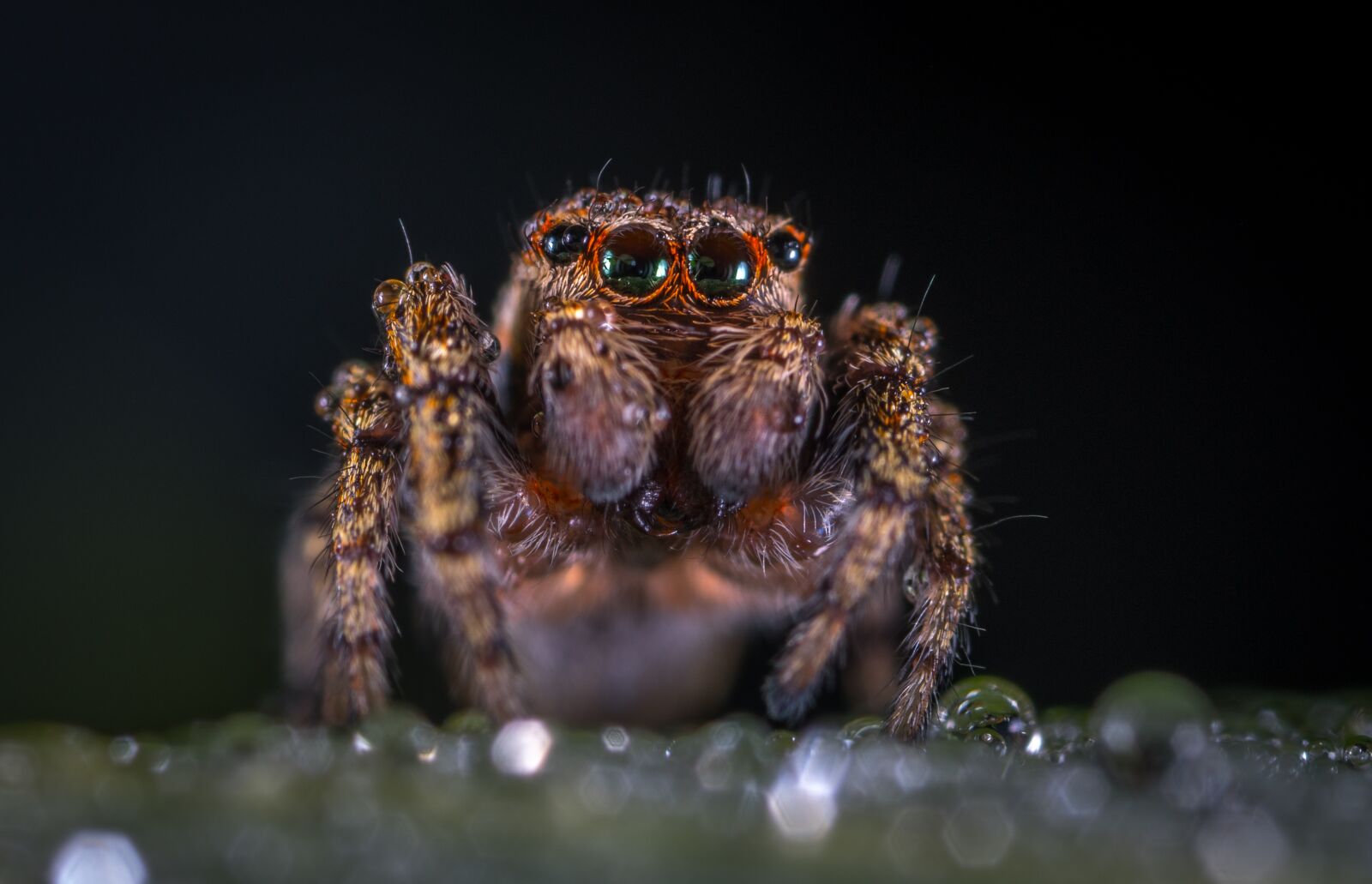 #124 65/2.8 sample photo. Nature, animals, living nature photography
