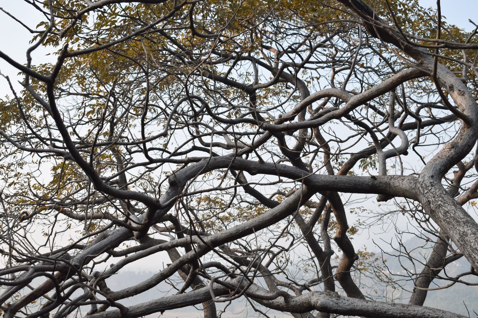 Nikon D3300 sample photo. Web of tree branches photography