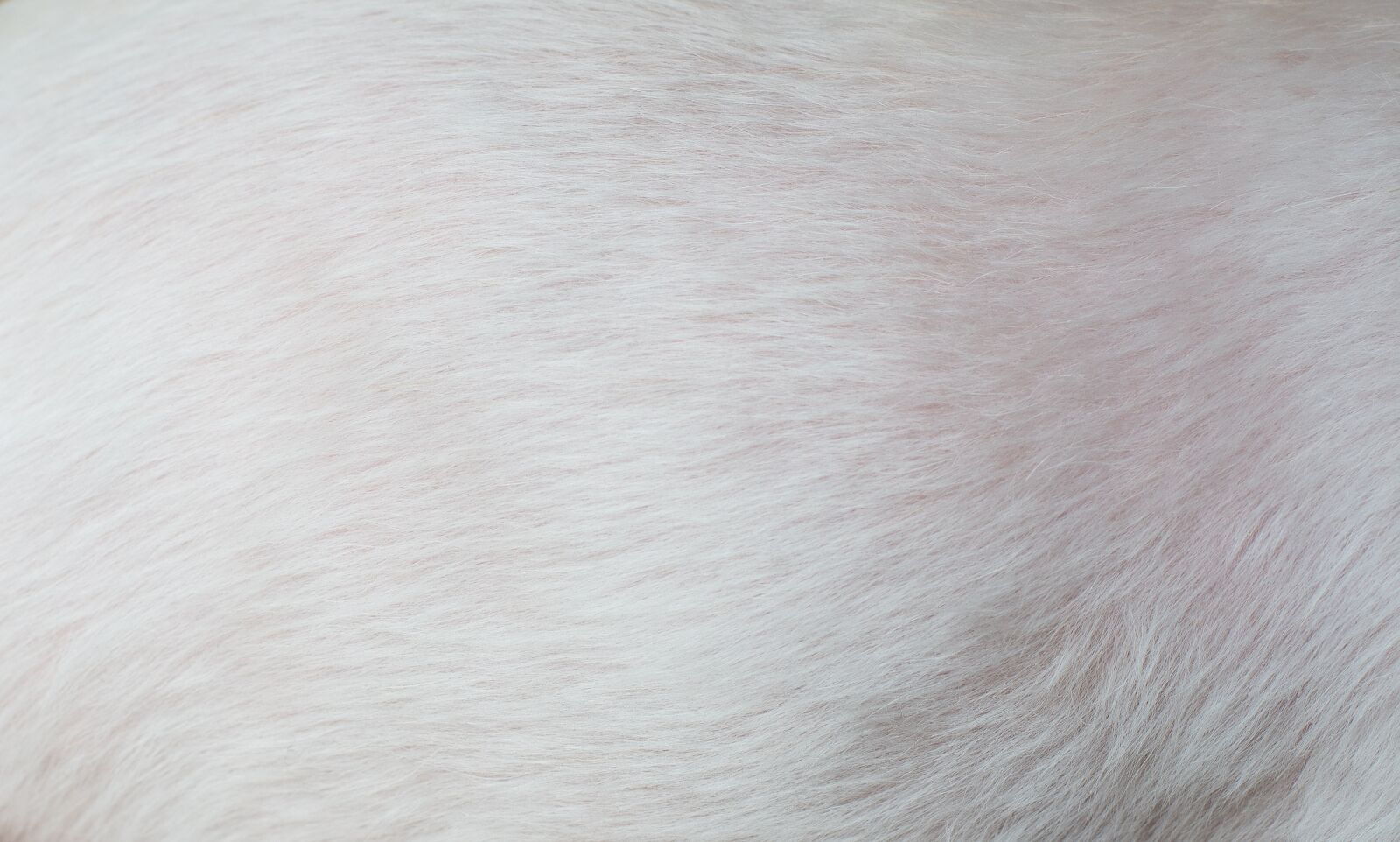 Nikon D7100 sample photo. Fur, white, pet photography