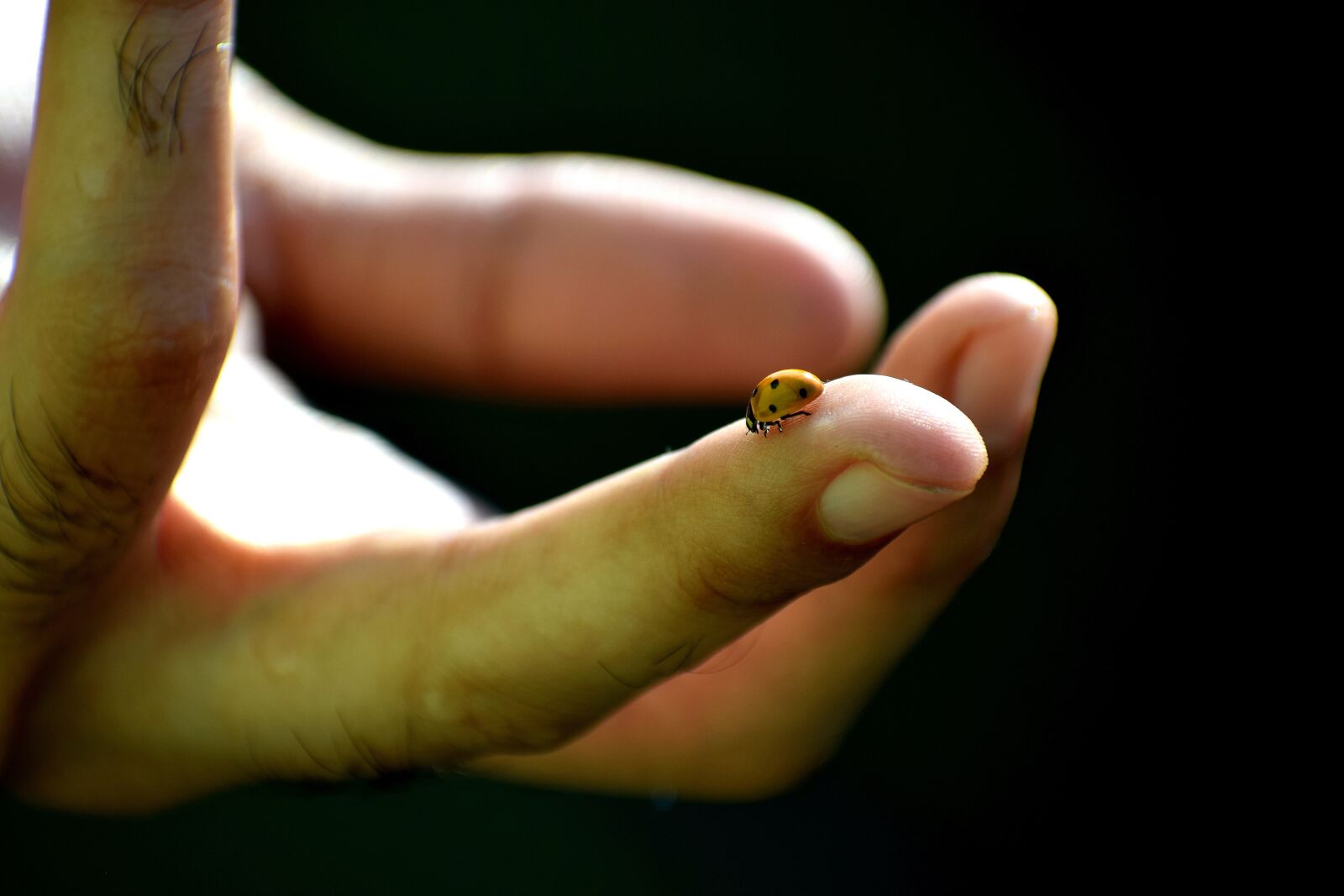Nikon D3300 sample photo. Hand, people, nature photography