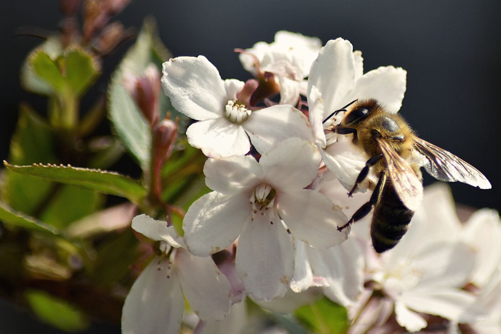 Nikon D7200 sample photo. Bee, insect, flower photography