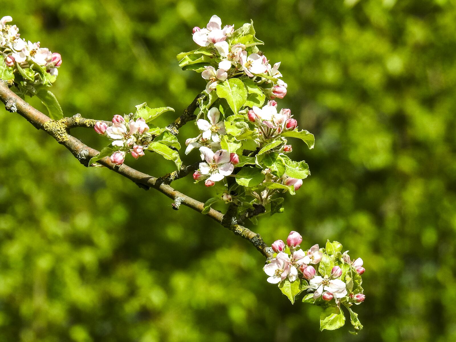 Nikon Coolpix P900 sample photo. Blossom, bloom, blossom photography