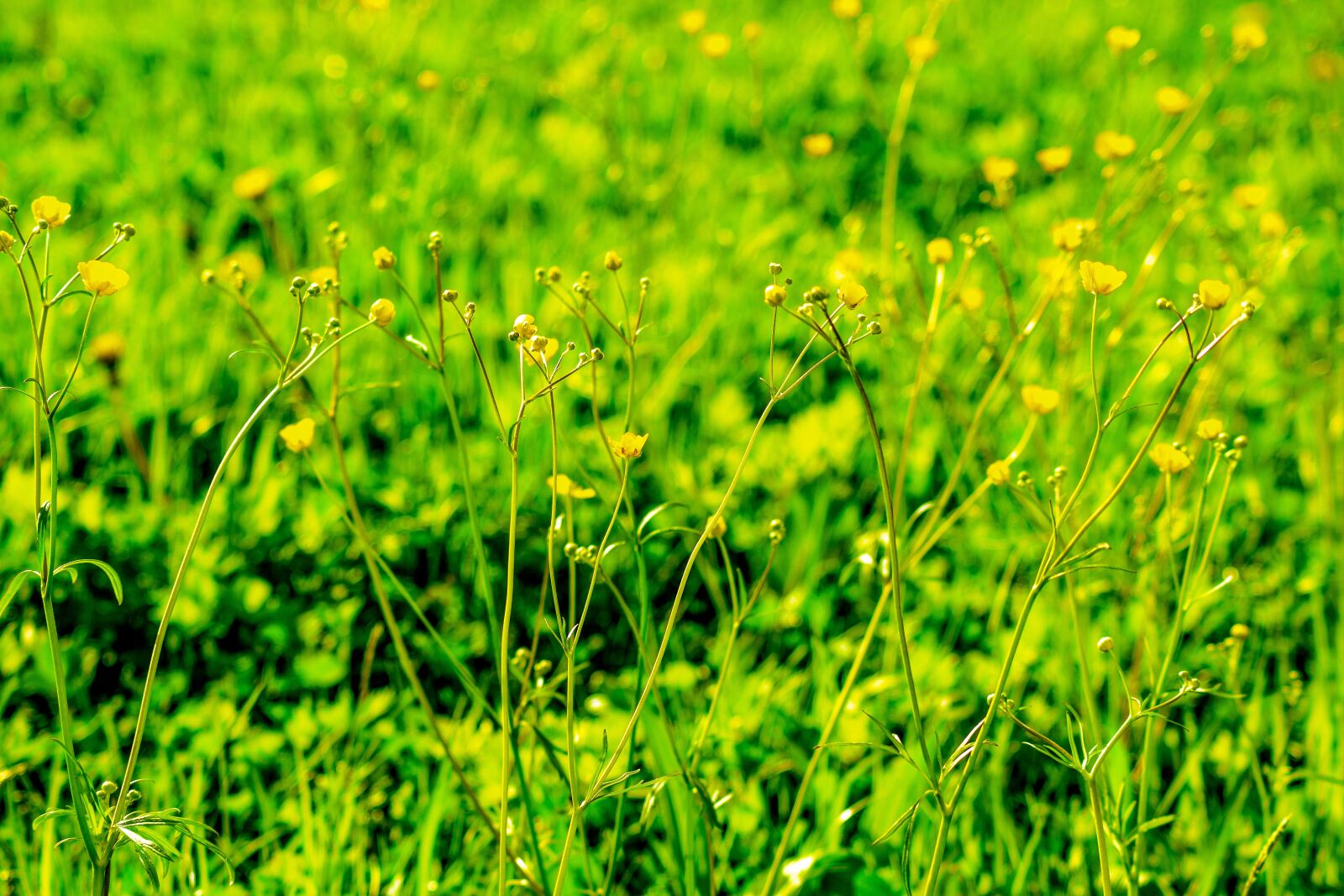 Nikon D5300 sample photo. Meadow, yellow flowers, green photography