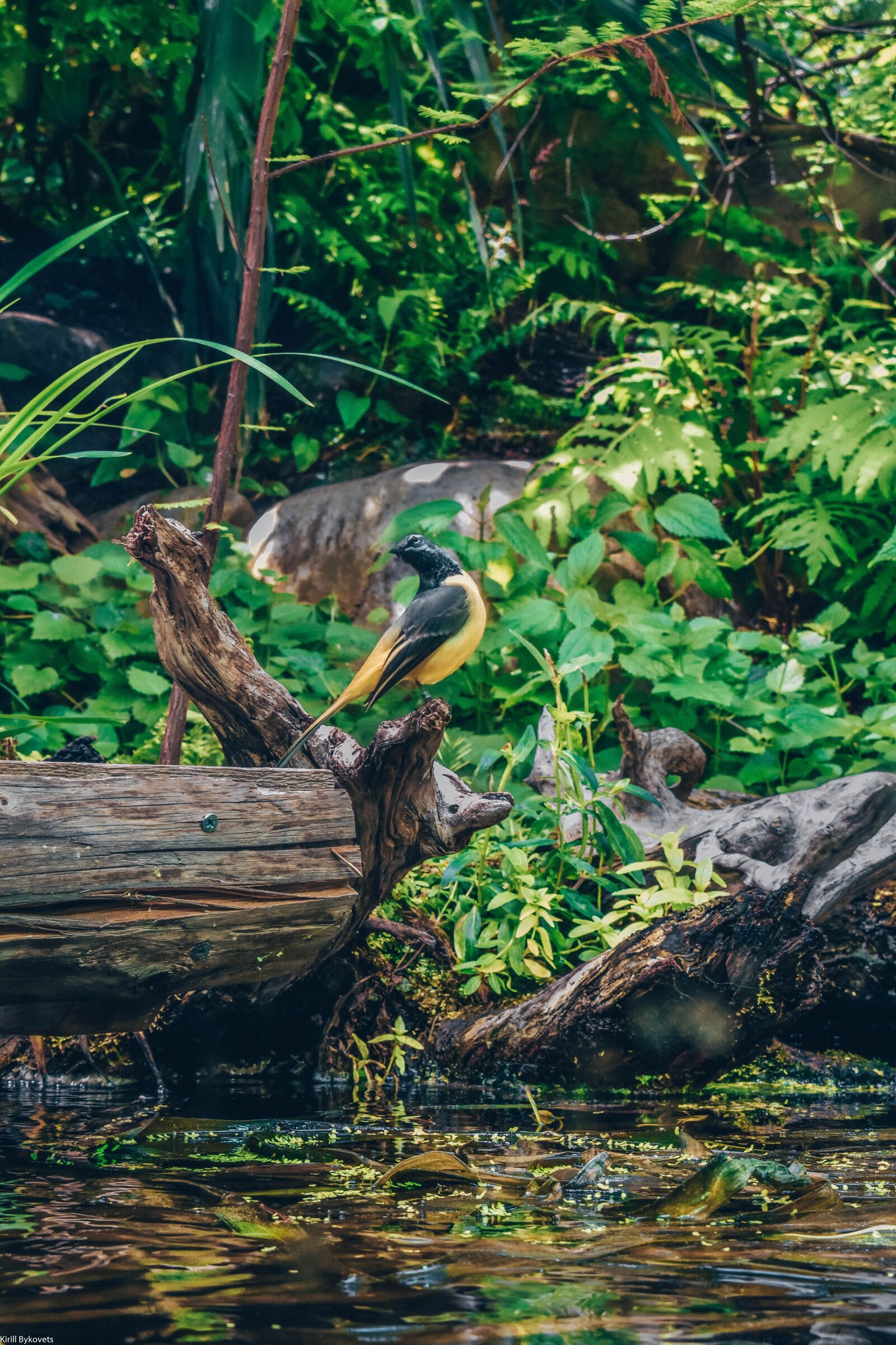 Nikon D3400 sample photo. Bird, animal, nature photography