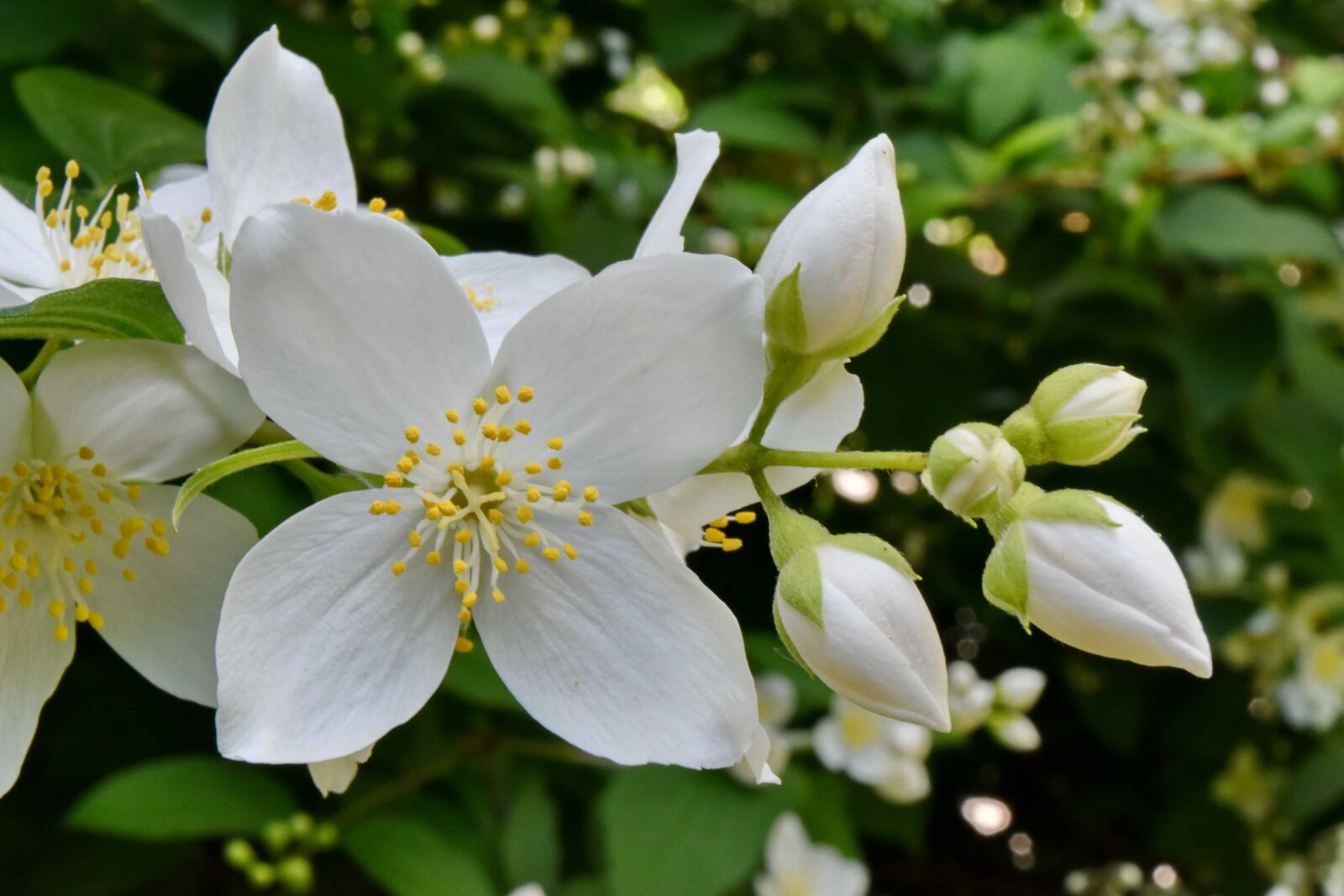 Nikon D5500 sample photo. Detail, shrub, white flower photography