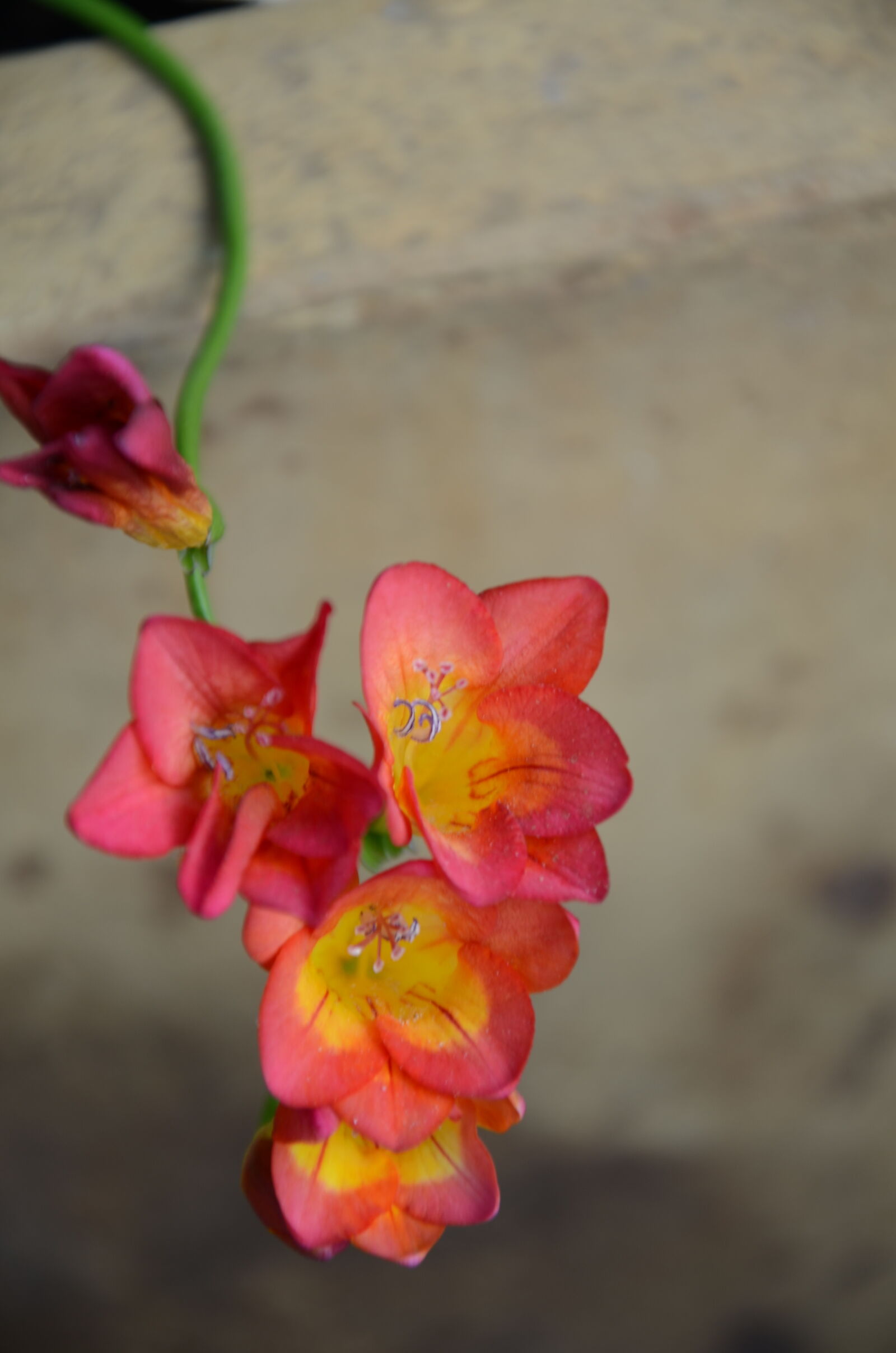 Nikon D7000 sample photo. Spring, flower photography