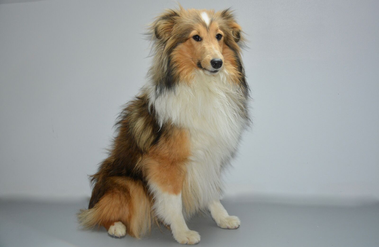 Nikon D5200 sample photo. Dog, bitch nayana, shetland photography