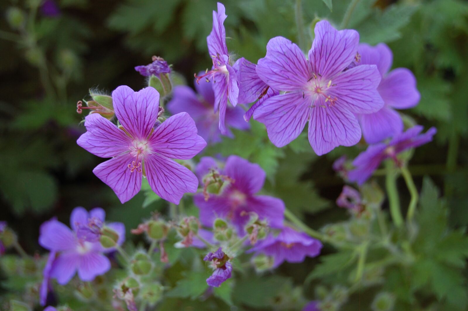 Nikon D40 sample photo. Flower, nature, garden photography