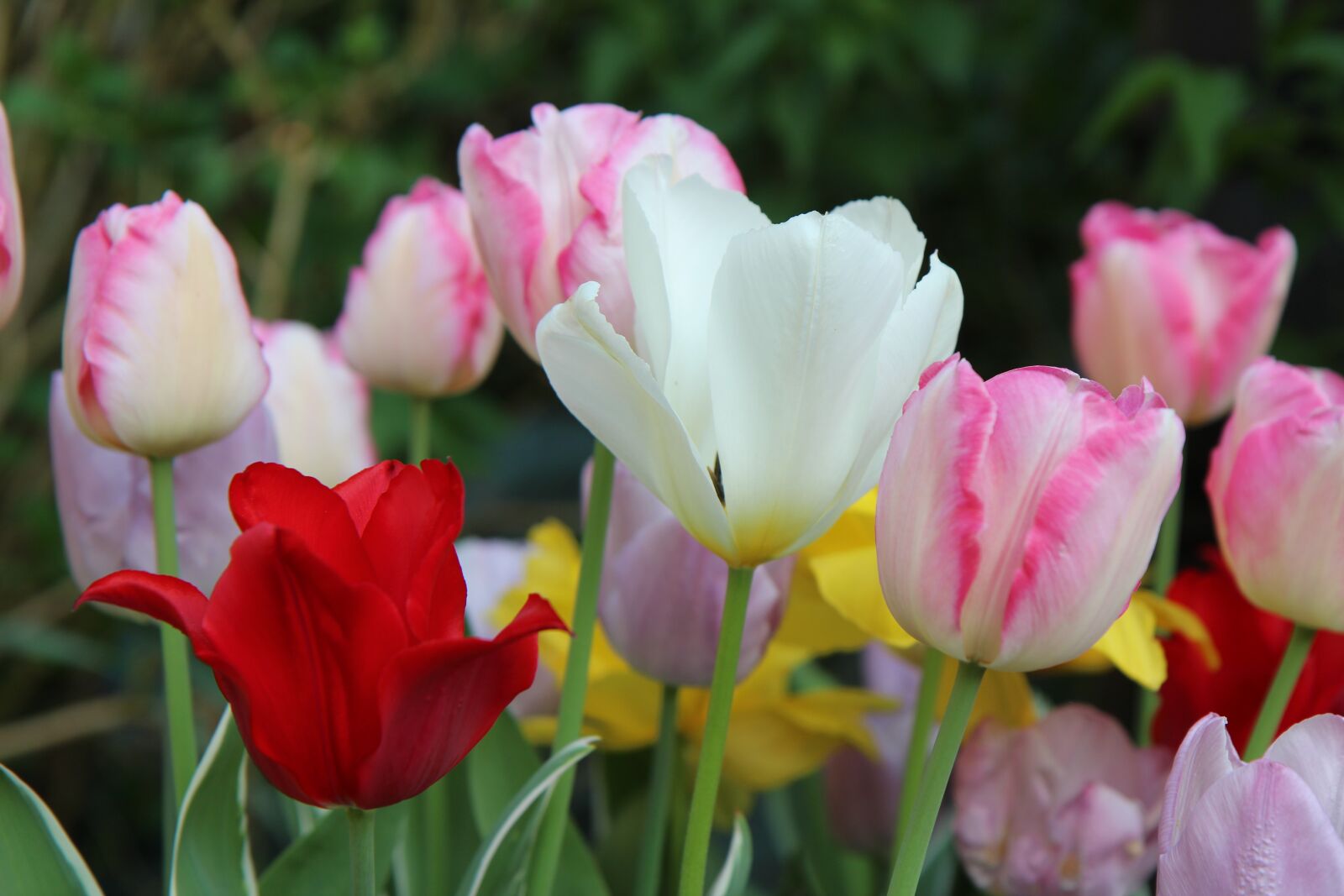 Canon EOS 600D (Rebel EOS T3i / EOS Kiss X5) sample photo. Tulips, bouquet tulips, spring-flowering photography