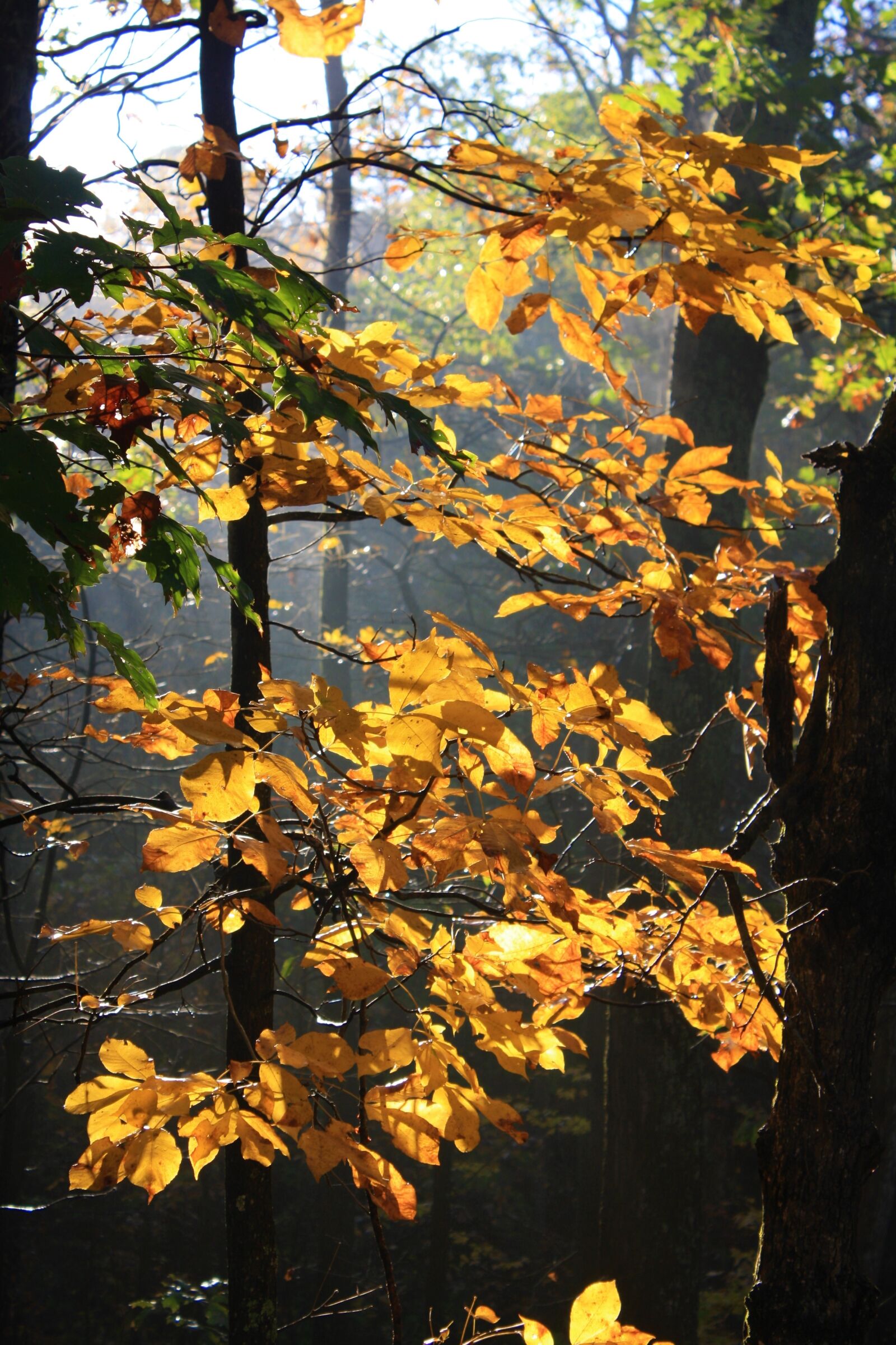 Canon EOS 1000D (EOS Digital Rebel XS / EOS Kiss F) sample photo. Hickory, autumn, fall photography