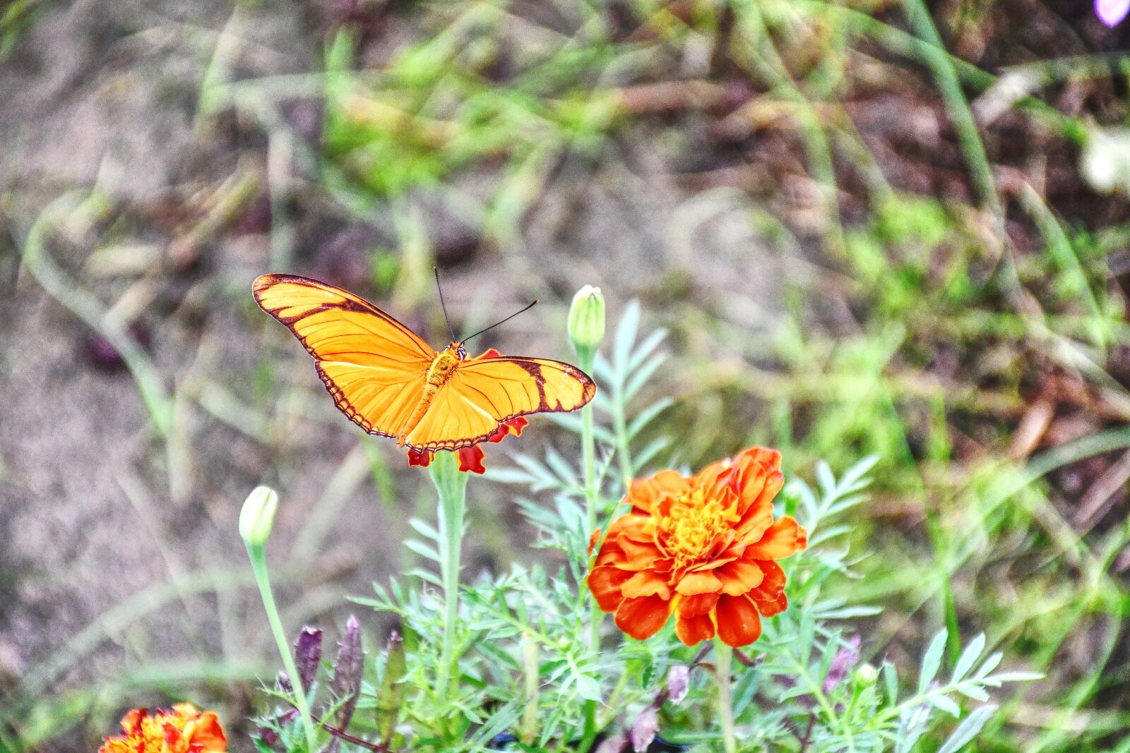 Nikon D7500 sample photo. Butterfly, flower, insect photography