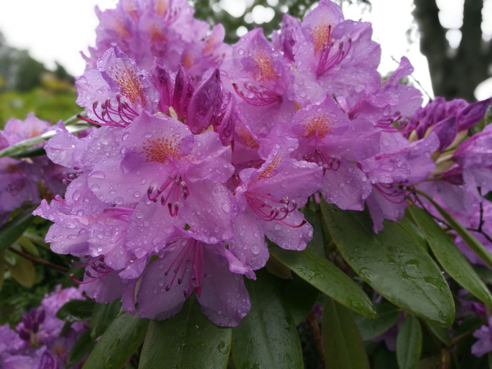HUAWEI Honor 8 sample photo. Rhododendron, flower, petal photography