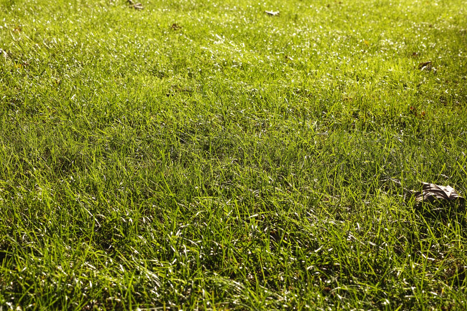 Sigma DP3 Merrill sample photo. Grass, ground, terry photography