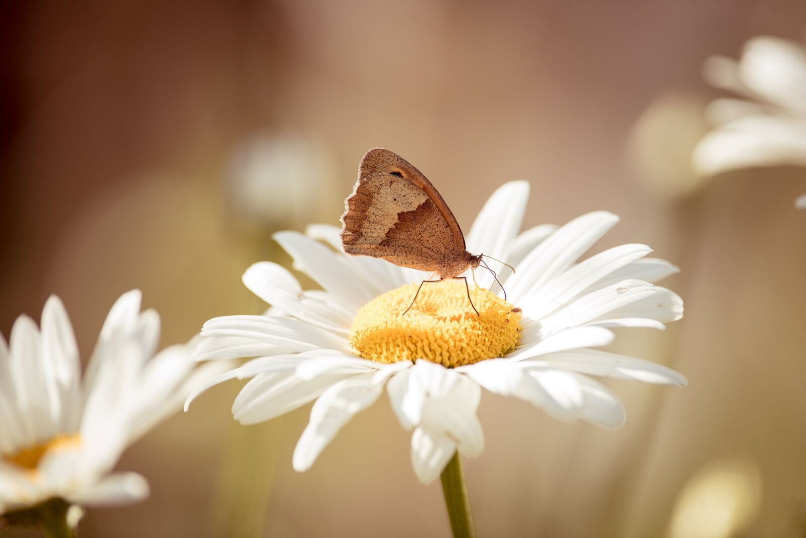 Nikon D750 sample photo. Marguerite, flower, white photography