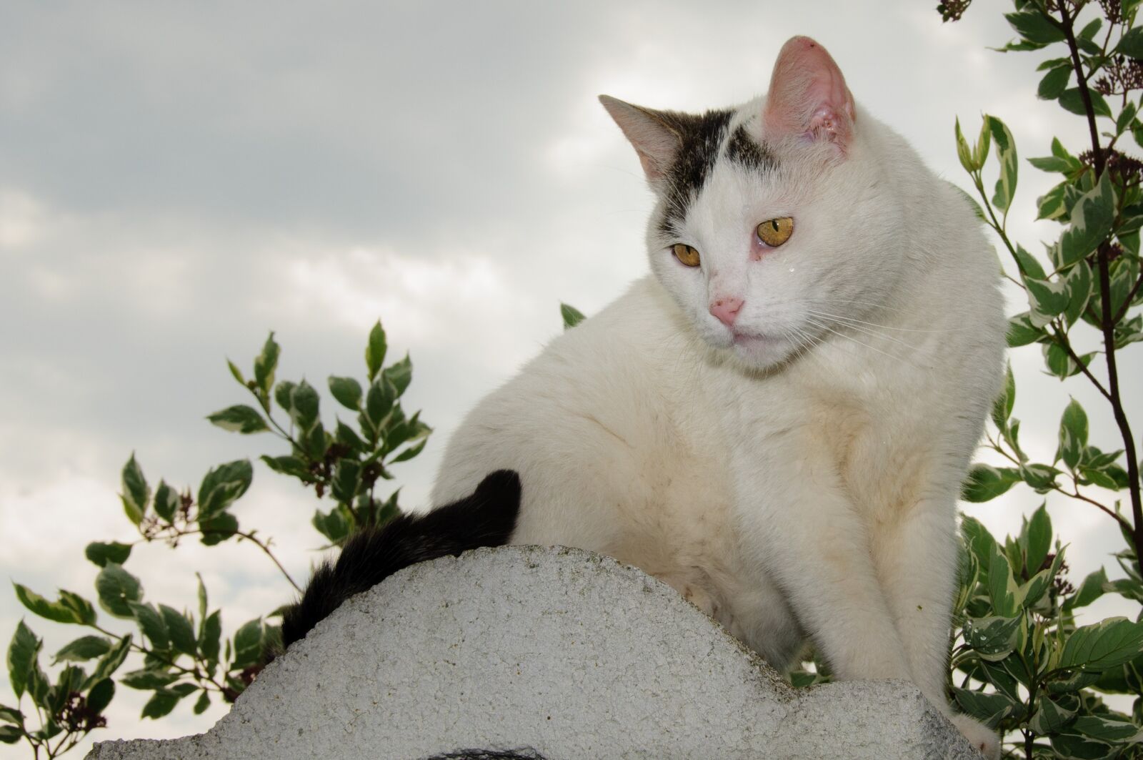 Nikon D300 sample photo. Cat, pet, animal photography