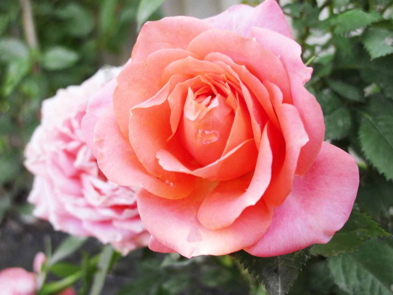 Canon IXUS 157 sample photo. Rose, flower, beautiful flower photography