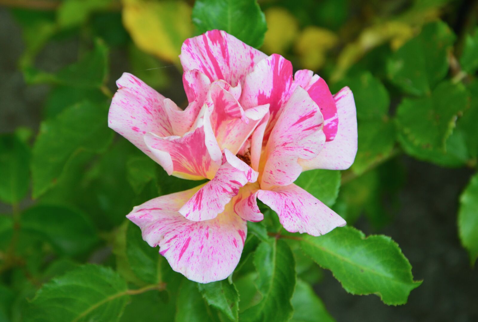 Nikon D5200 sample photo. Flower, flower color pink photography