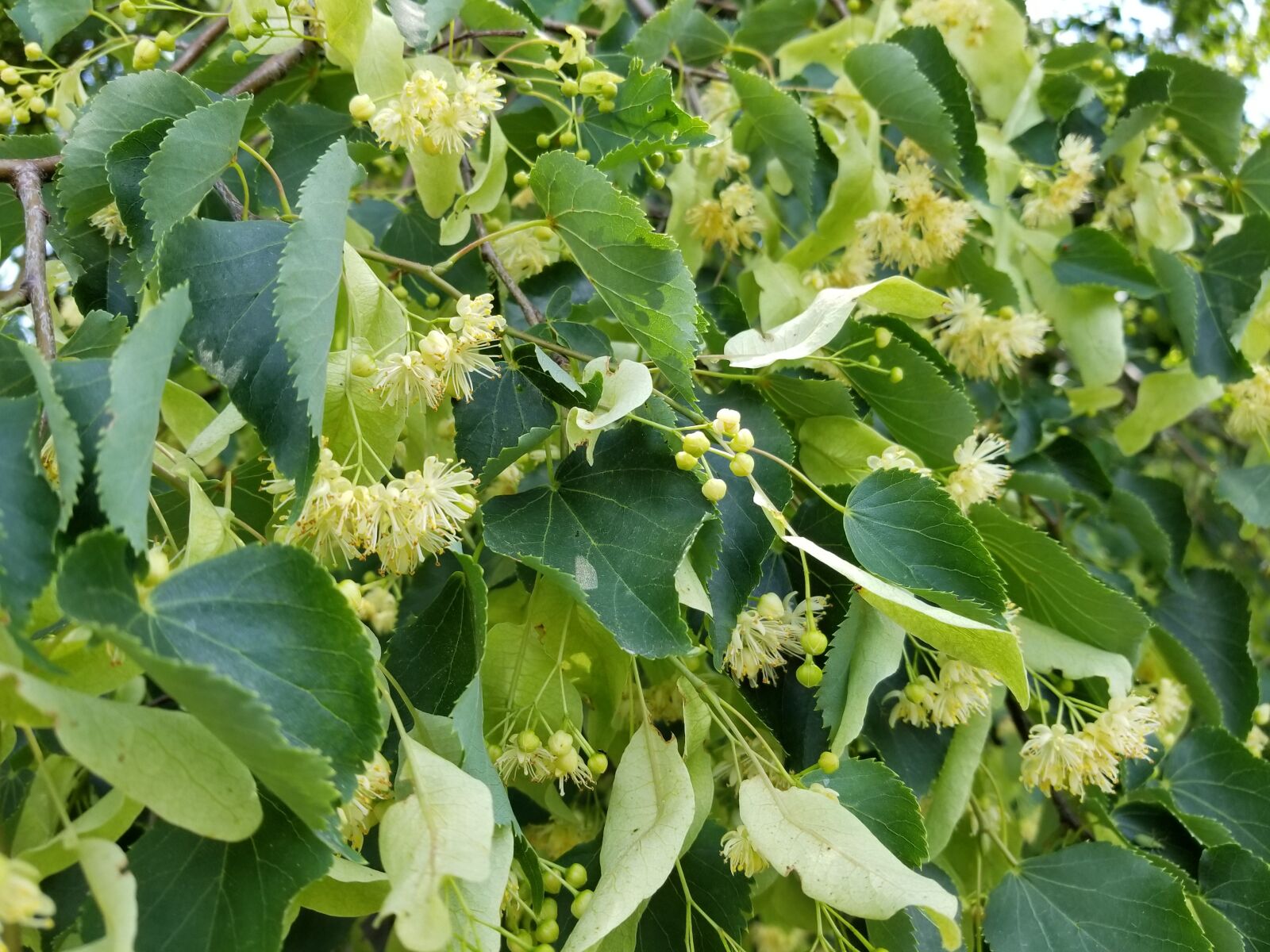 Samsung Galaxy S8+ sample photo. Honeysuckle, flower, nature photography