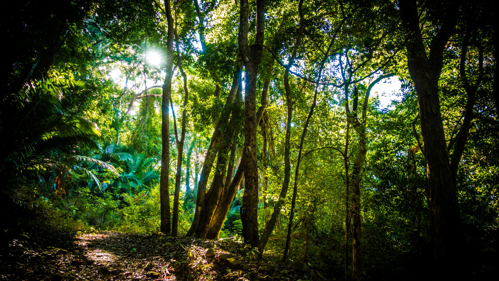 Sony Cyber-shot DSC-RX100 IV sample photo. Foot, path, forest, mexico photography