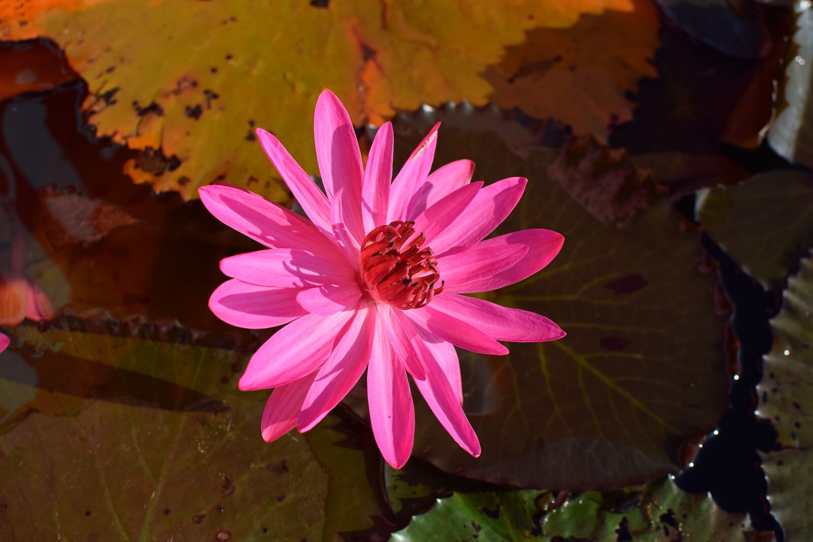 Nikon D5300 sample photo. Flowers, nature, lotus photography
