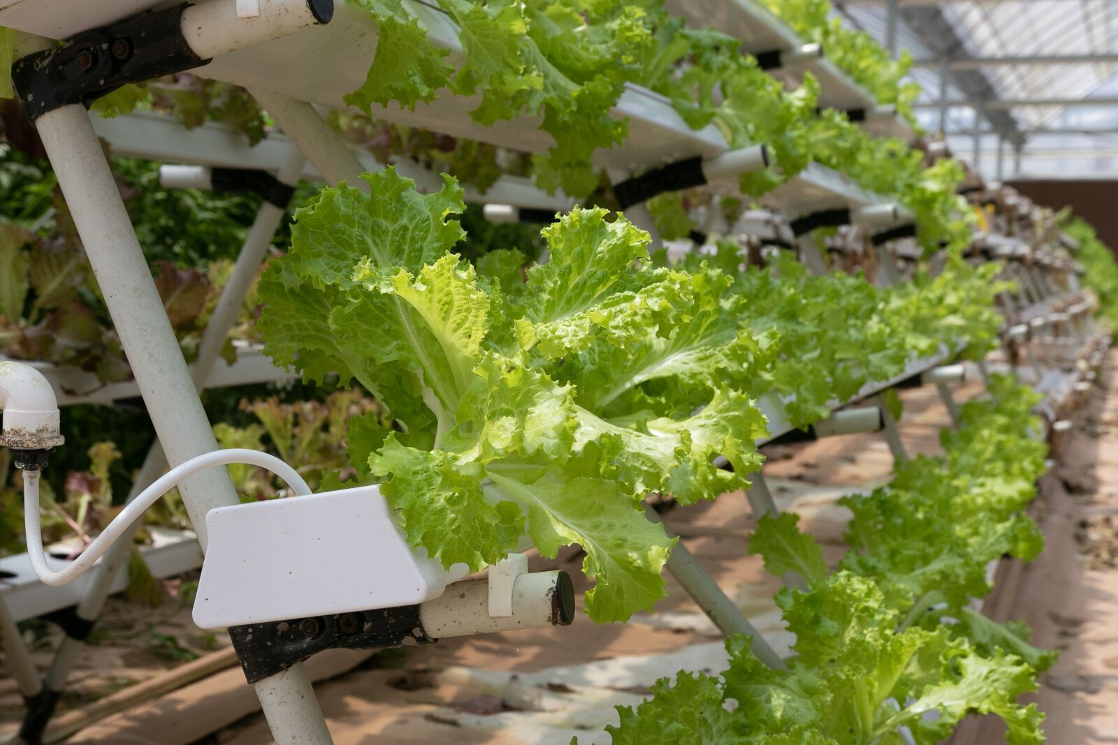 Canon 18-35mm F1.8 DC HSM | Art 013 sample photo. Hydroponics, greenhouse, lettuce photography