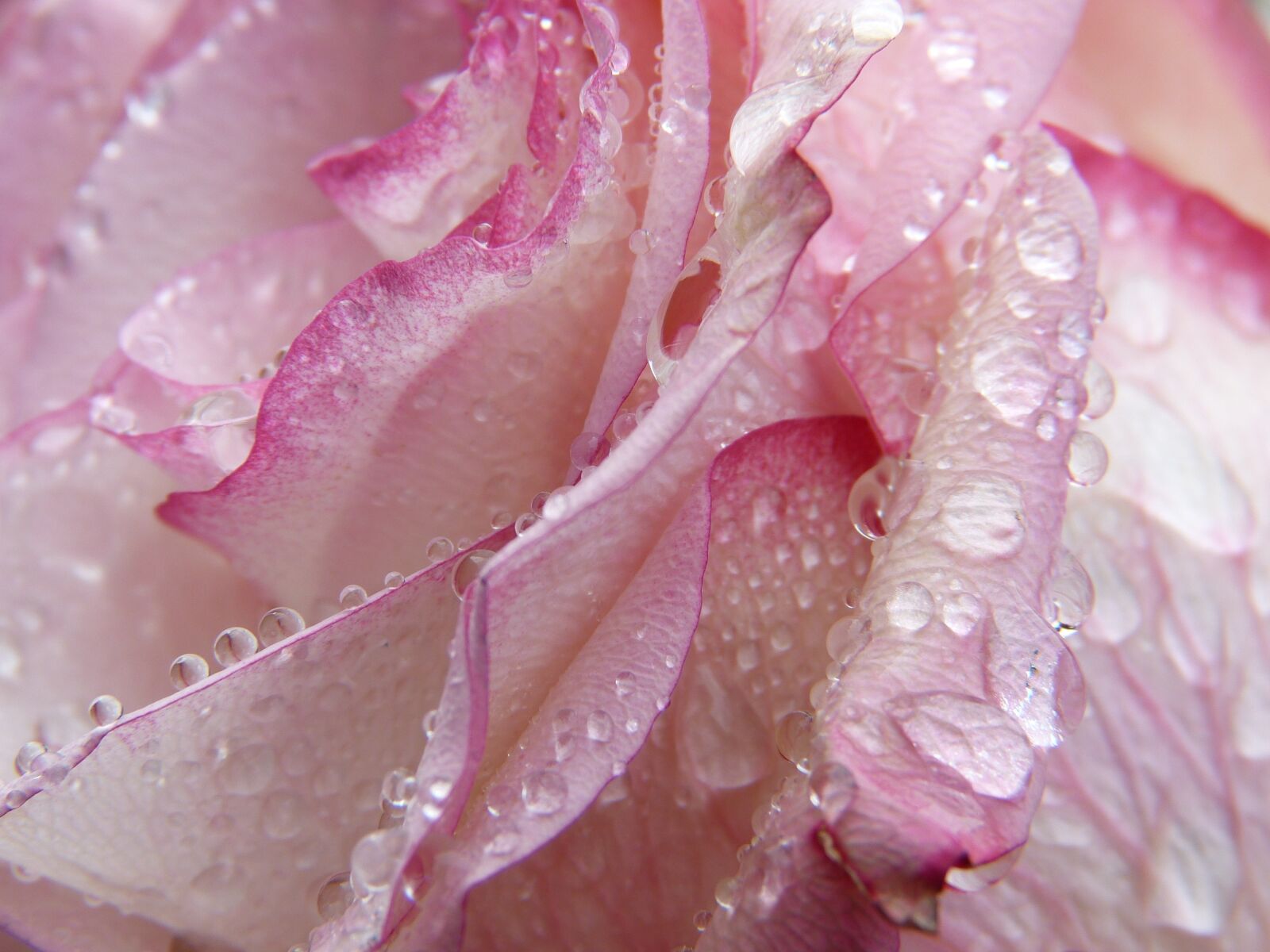 Panasonic Lumix DMC-FZ150 sample photo. Rose, drip, water photography