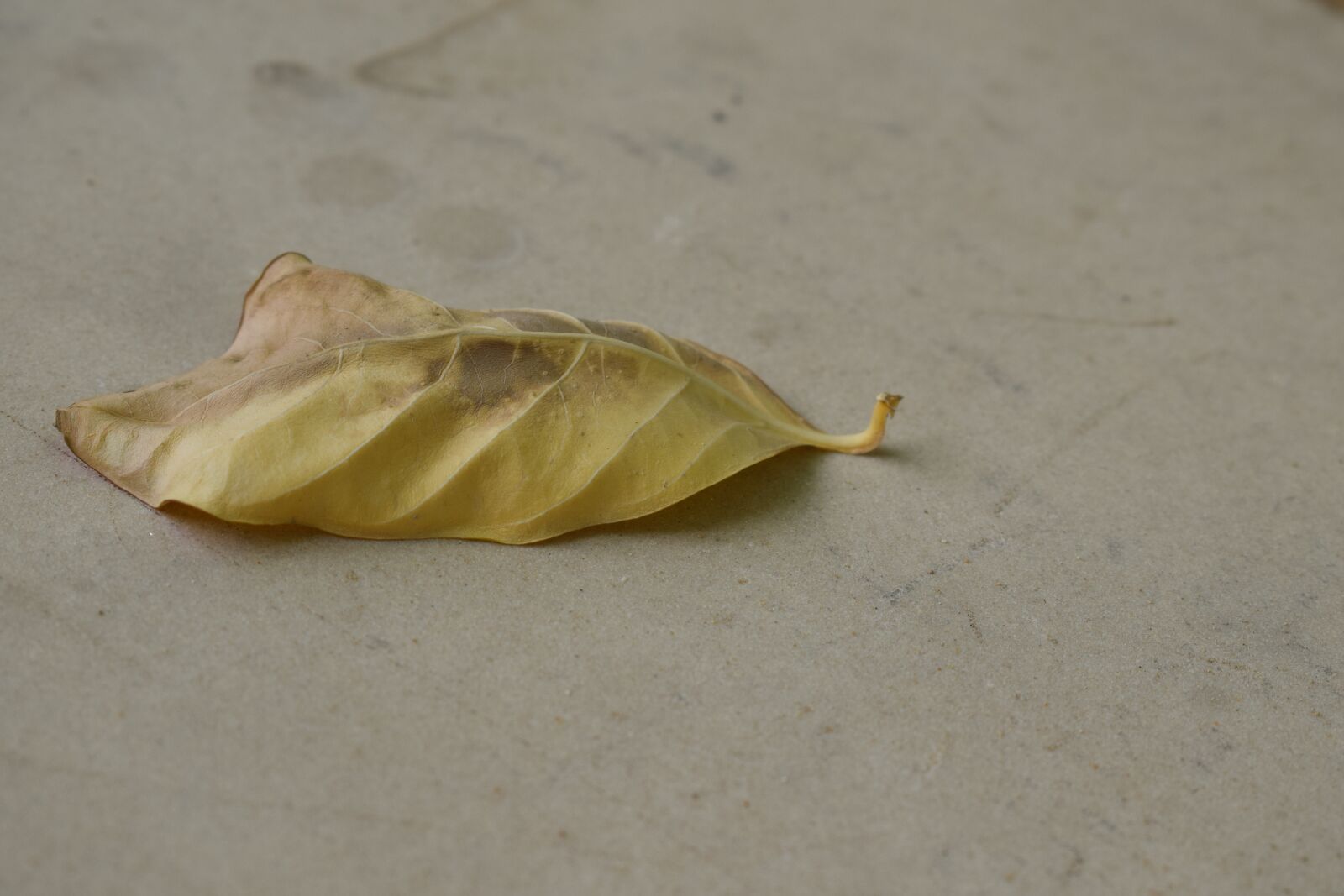 Nikon D5300 sample photo. Dry leaf, leaf, forest photography
