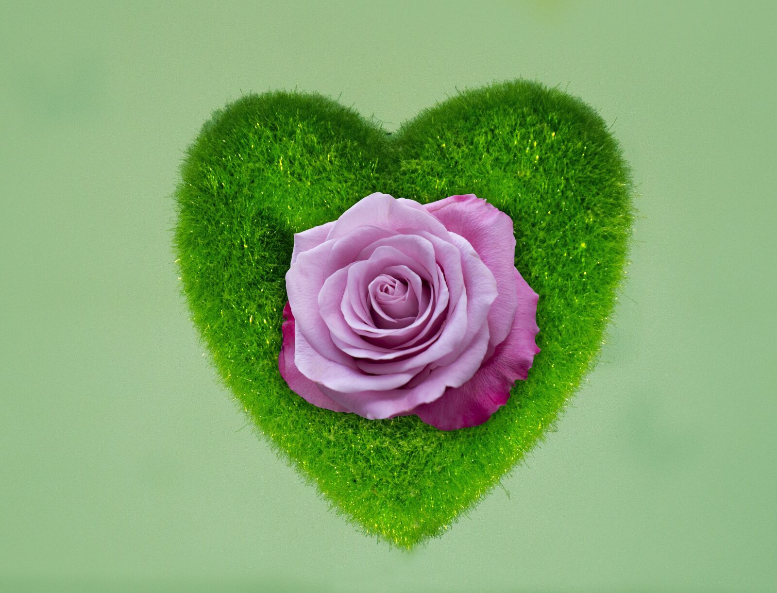 Sony Alpha NEX-F3 + Sony E 18-55mm F3.5-5.6 OSS sample photo. Heart, love, flower photography