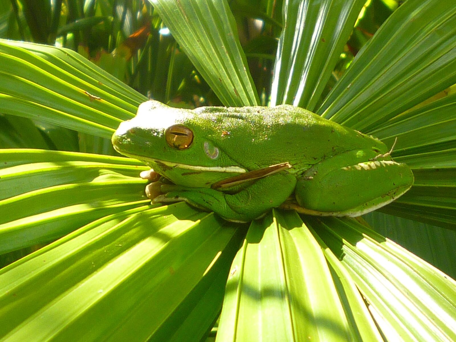 Panasonic DMC-FS15 sample photo. Frog, green, amphibian photography