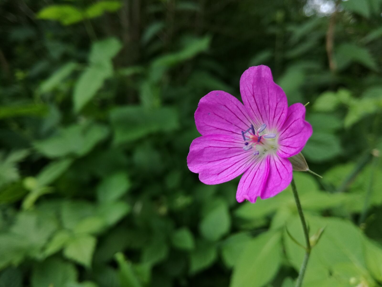 HUAWEI P9 LITE sample photo. Flower, meadow, nature photography