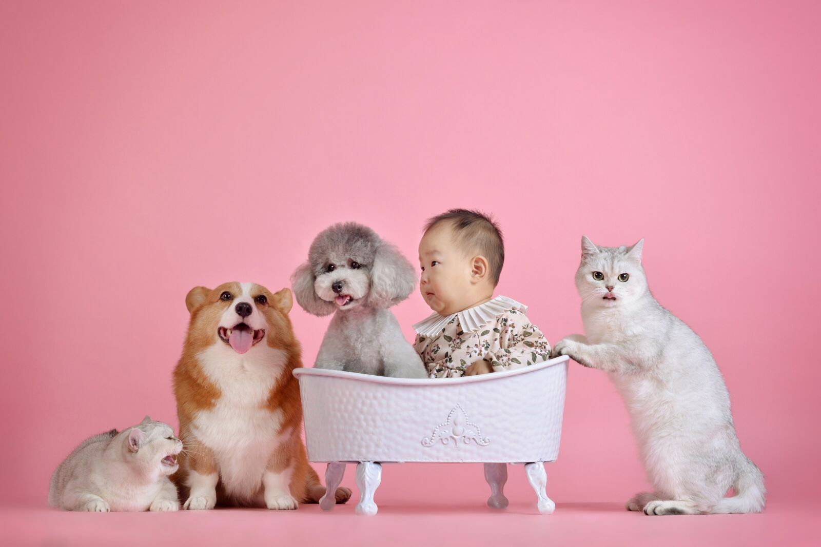 Nikon D610 sample photo. Pets, cute, cat photography