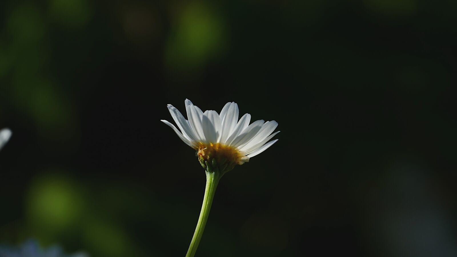 Panasonic Lumix DMC-FZ1000 sample photo. Flower, margriet, blossom photography