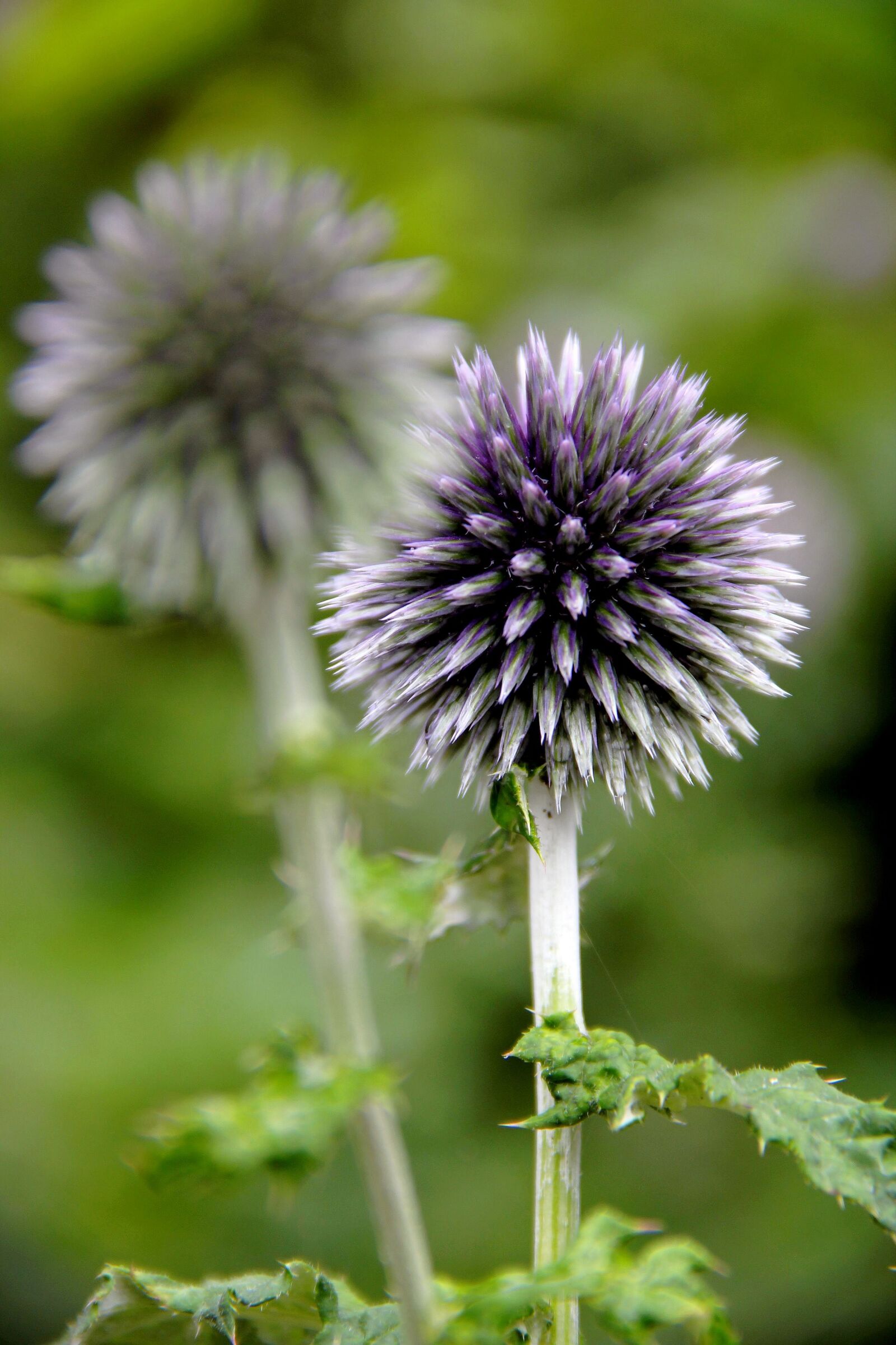 Canon EOS 550D (EOS Rebel T2i / EOS Kiss X4) sample photo. Flower, purple, nature photography