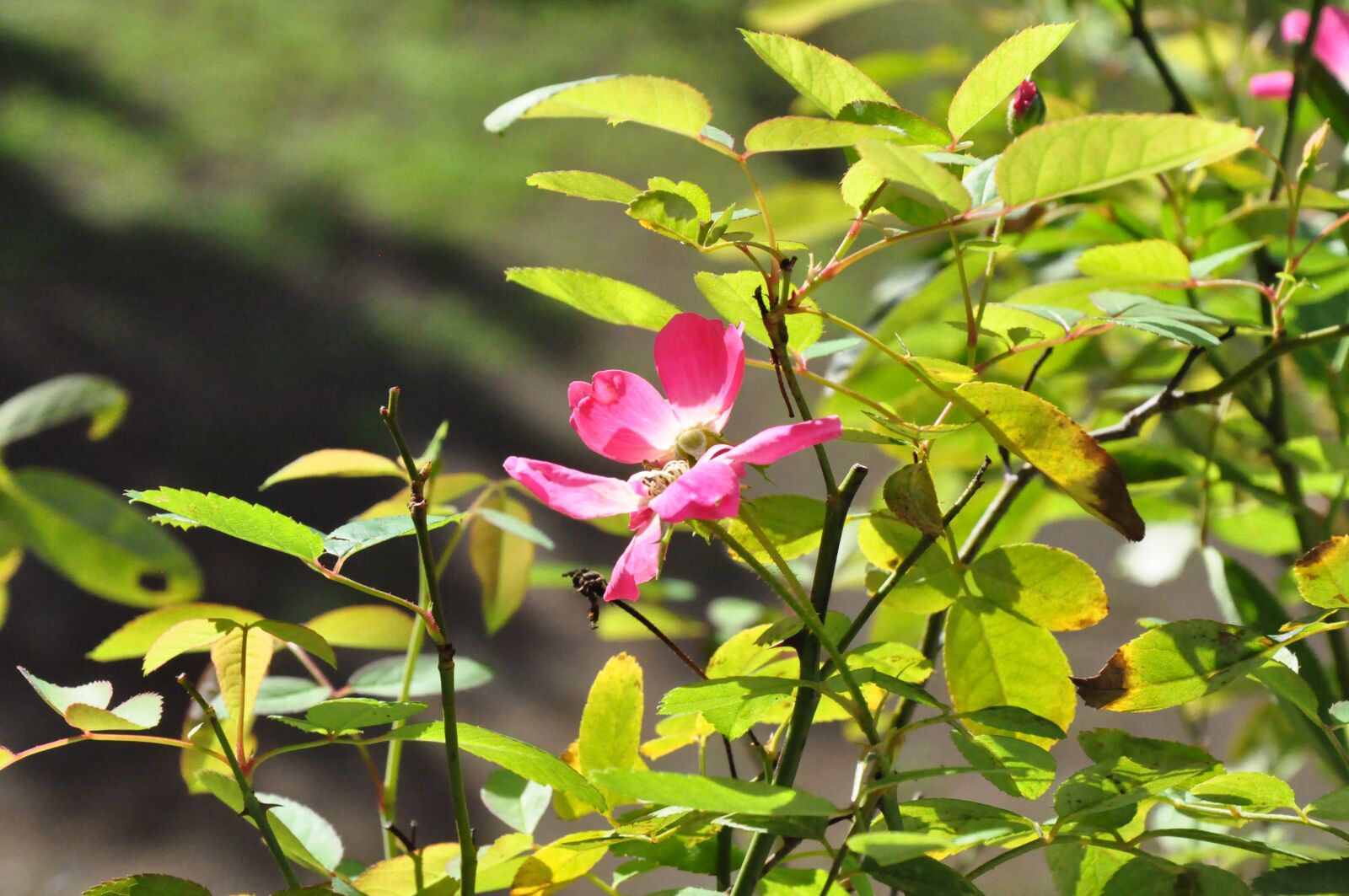 Nikon D90 sample photo. Rose, palauig zambales, pink photography