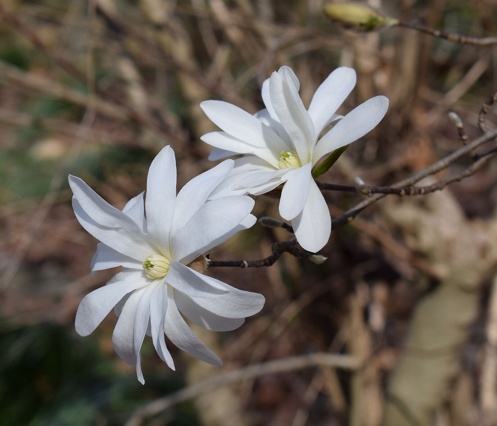 Nikon D3300 sample photo. Star magnolia, magnolia, tree photography