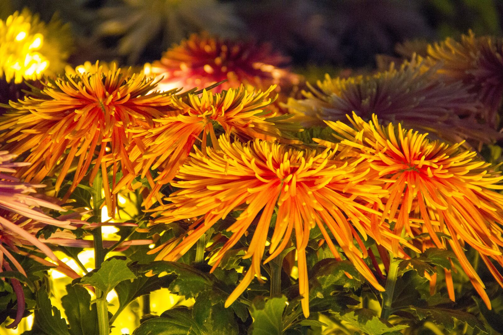 Canon EF-S 18-135mm F3.5-5.6 IS sample photo. Chrysanthemum, chrysanthema, lahr photography