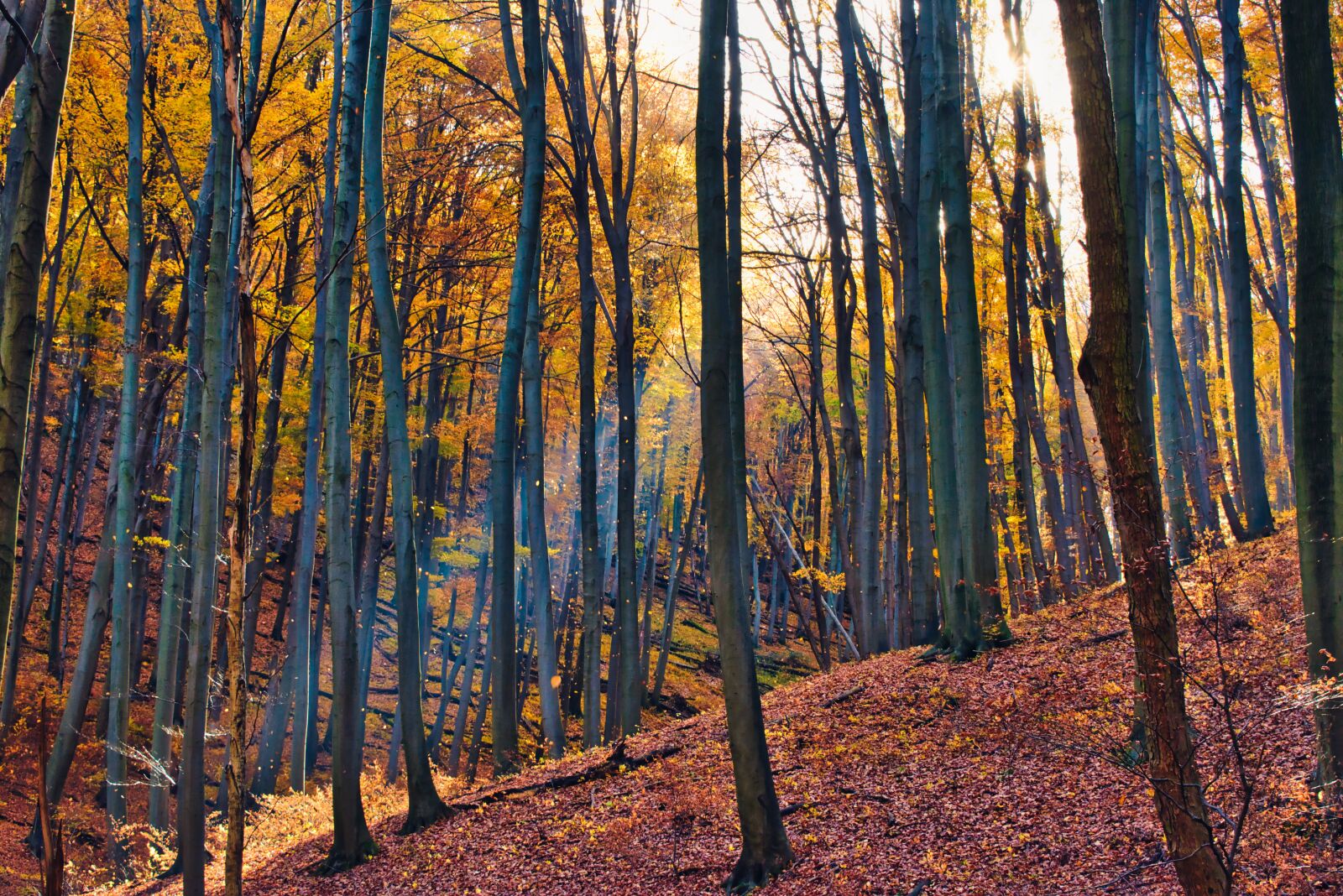 Nikon D5600 sample photo. Autumn, forest, nature photography