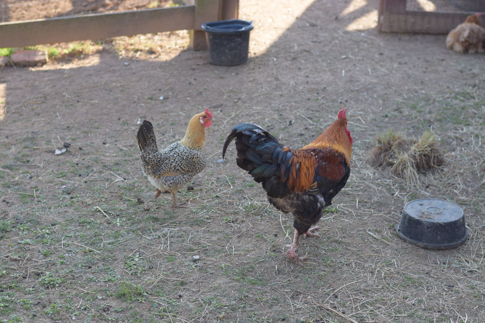Nikon D3300 sample photo. Chicken, rooster, bird photography