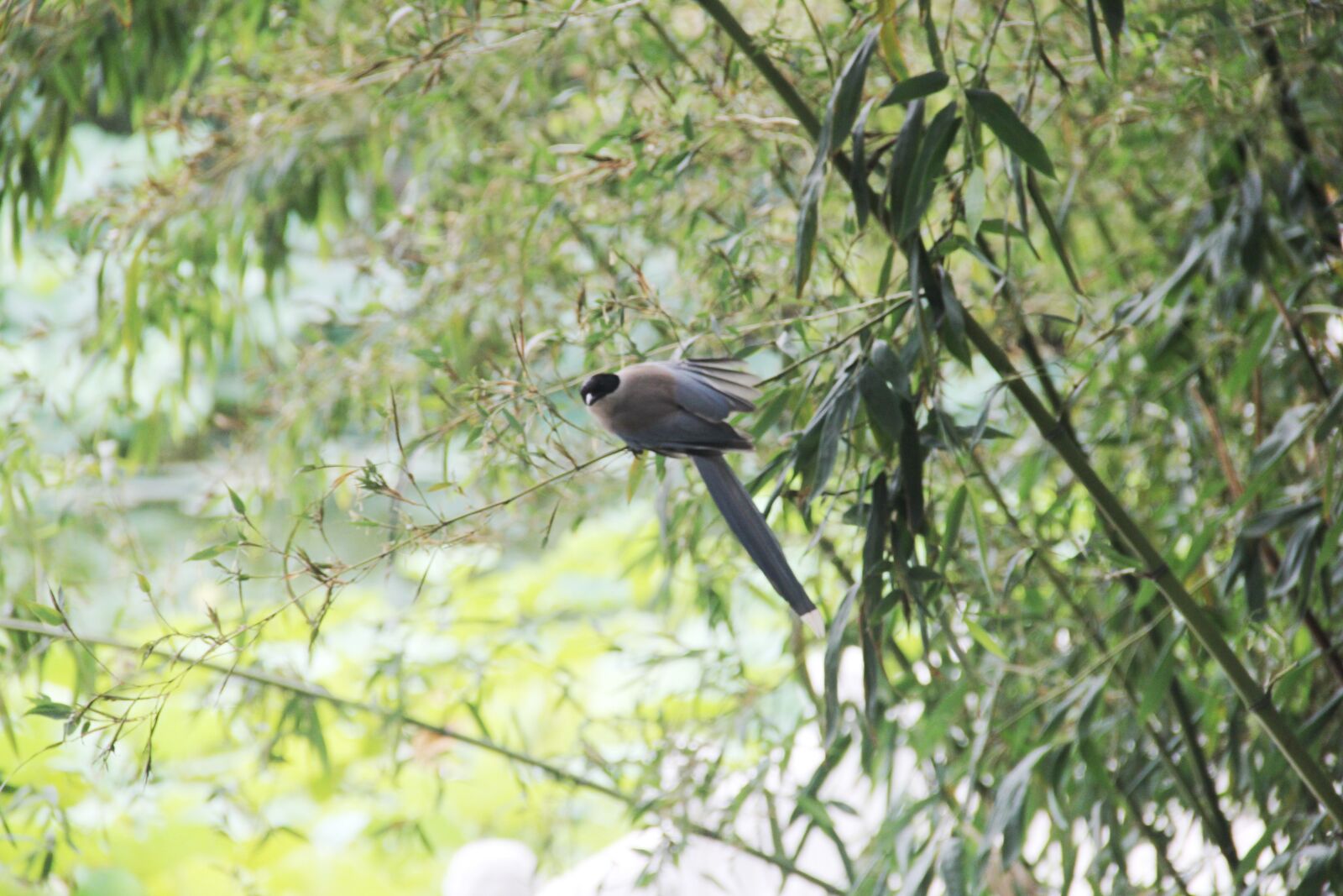 Canon EOS 60D sample photo. Bamboo, bird, perched photography