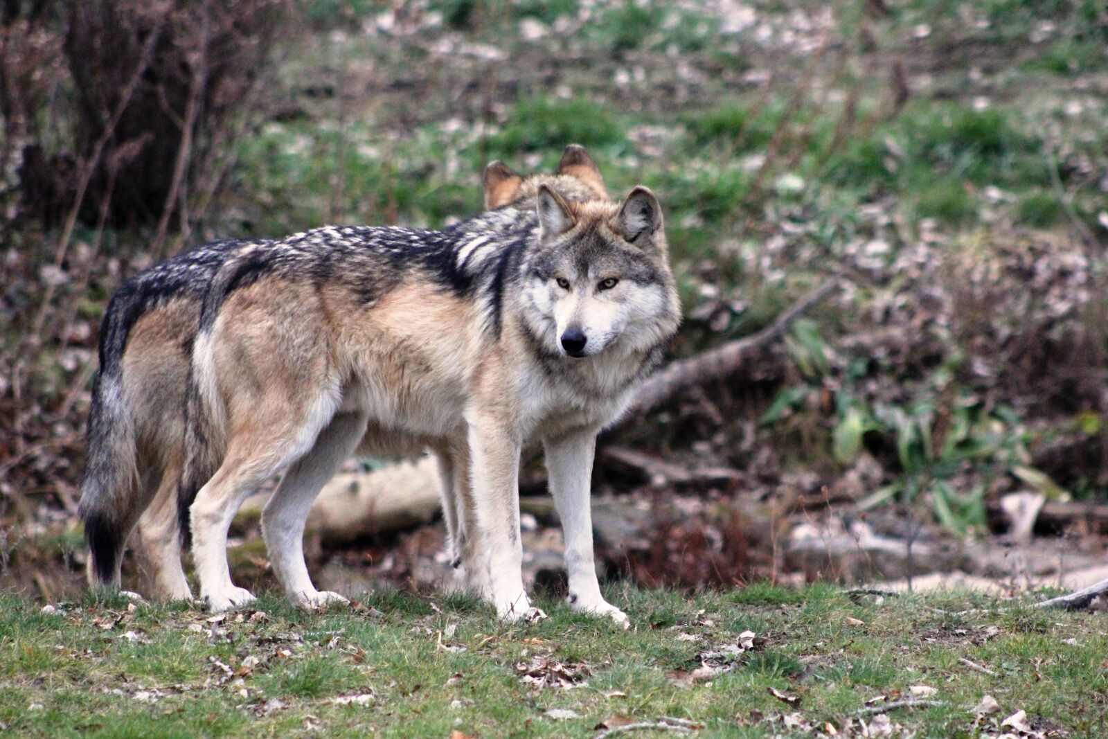 Canon EOS 60D sample photo. Wolf, mexican wolf, wildlife photography