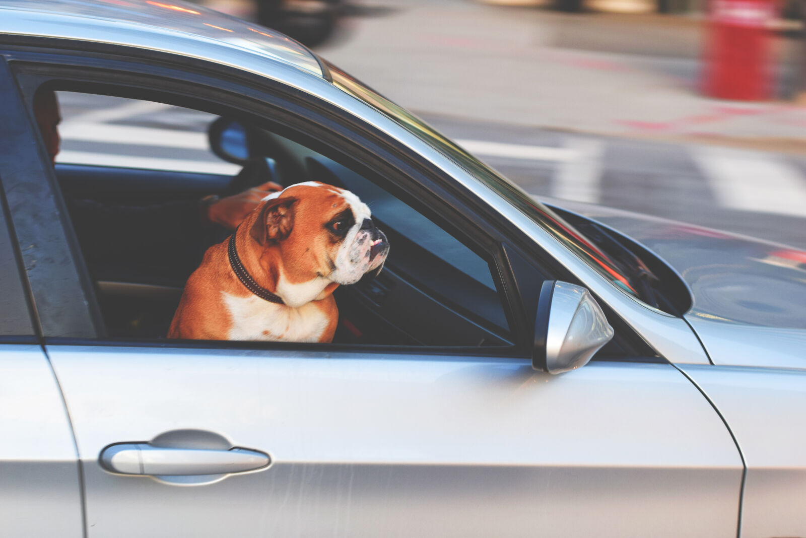 Nikon D3300 sample photo. Adorable, adult, animal, automotive photography