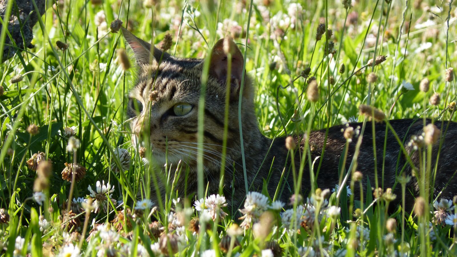 Panasonic DMC-FZ62 sample photo. Cat, tabby cat, feline photography
