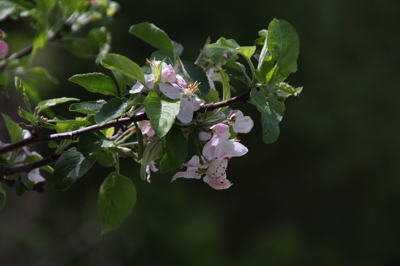 Canon EOS M50 (EOS Kiss M) sample photo. Spring, bloom, apple tree photography