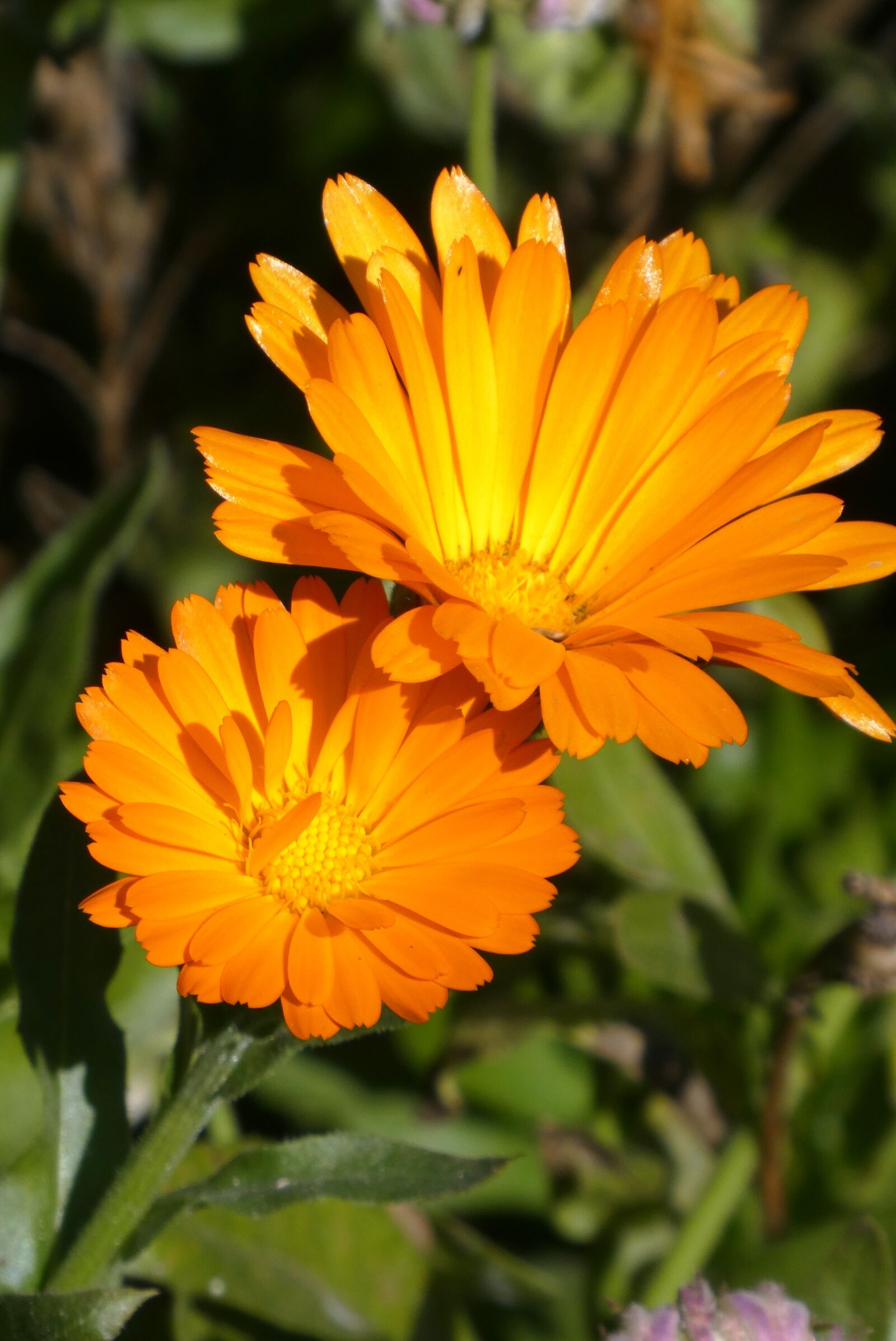 Panasonic Lumix DC-ZS70 (Lumix DC-TZ90) sample photo. Gerbera, flowers, garden photography