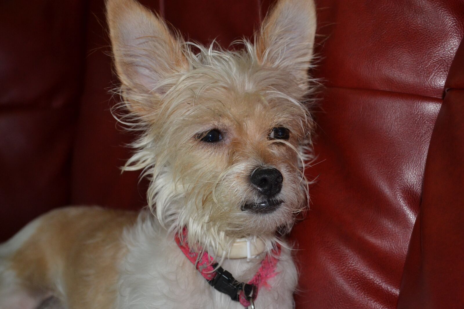 Nikon D3100 sample photo. Animal, dog, pet photography