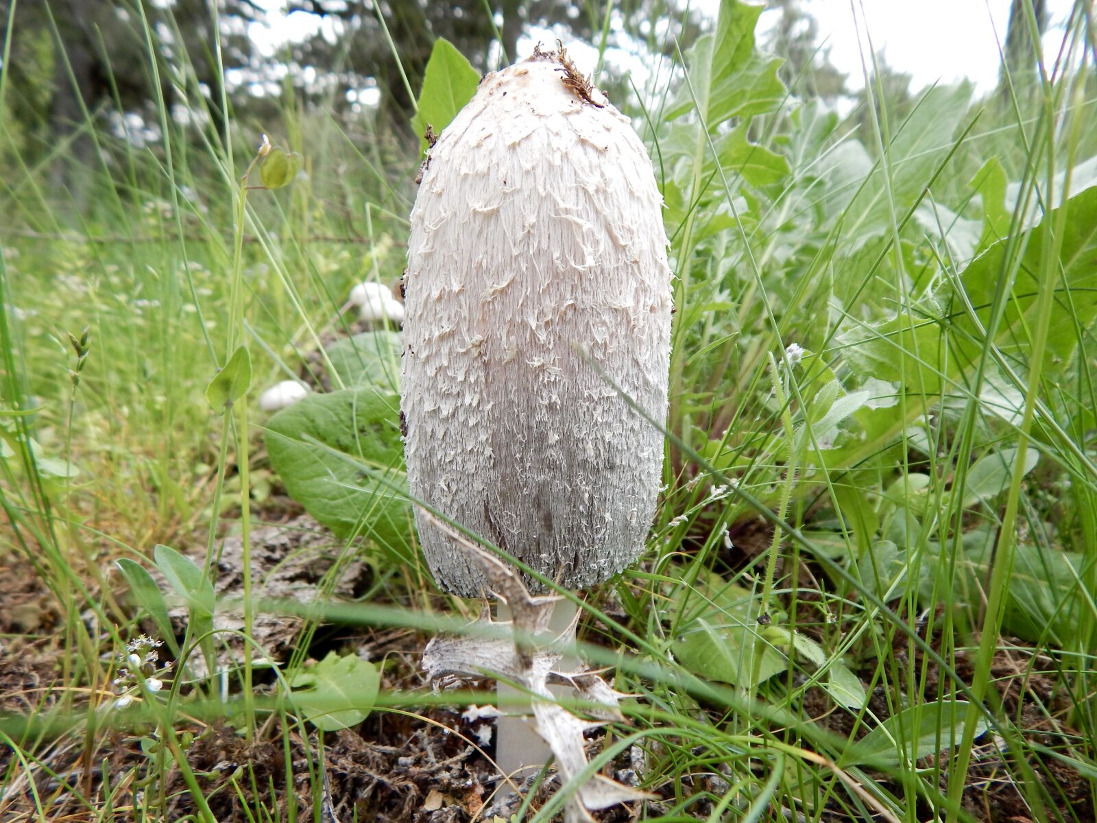 Nikon Coolpix L820 sample photo. Mushrooms, nature, underwood photography