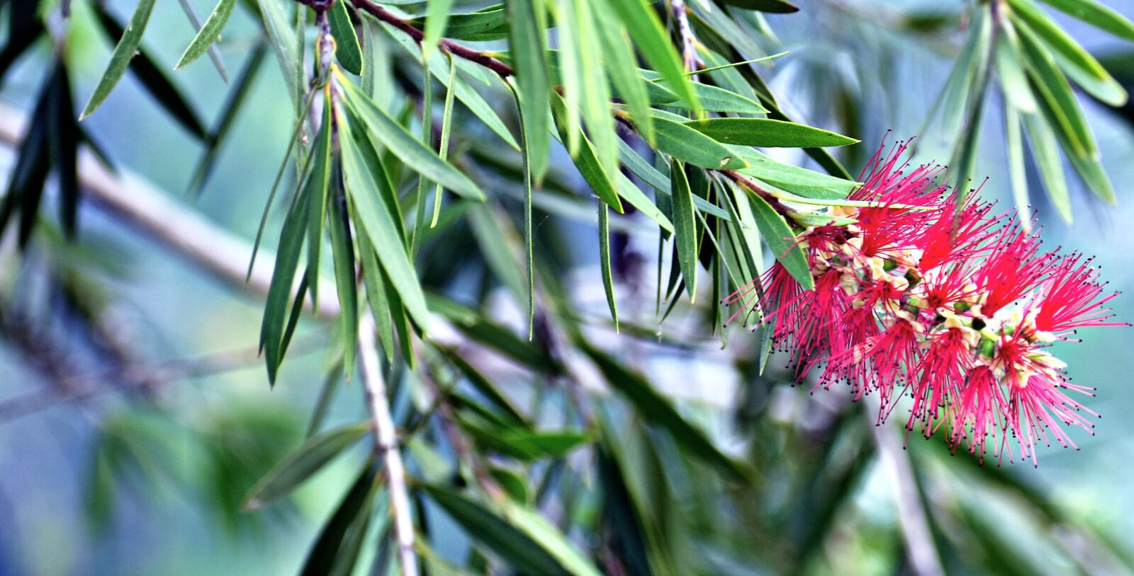 Nikon D5600 sample photo. Red bottlebrush, callistemon, plant photography