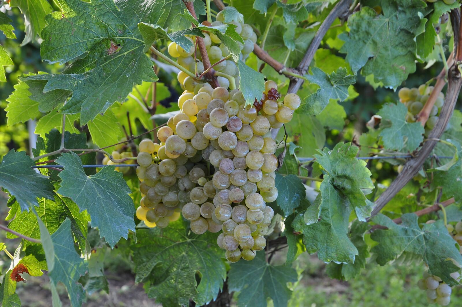 Nikon D5000 sample photo. Grapes, bianca, vineyard photography