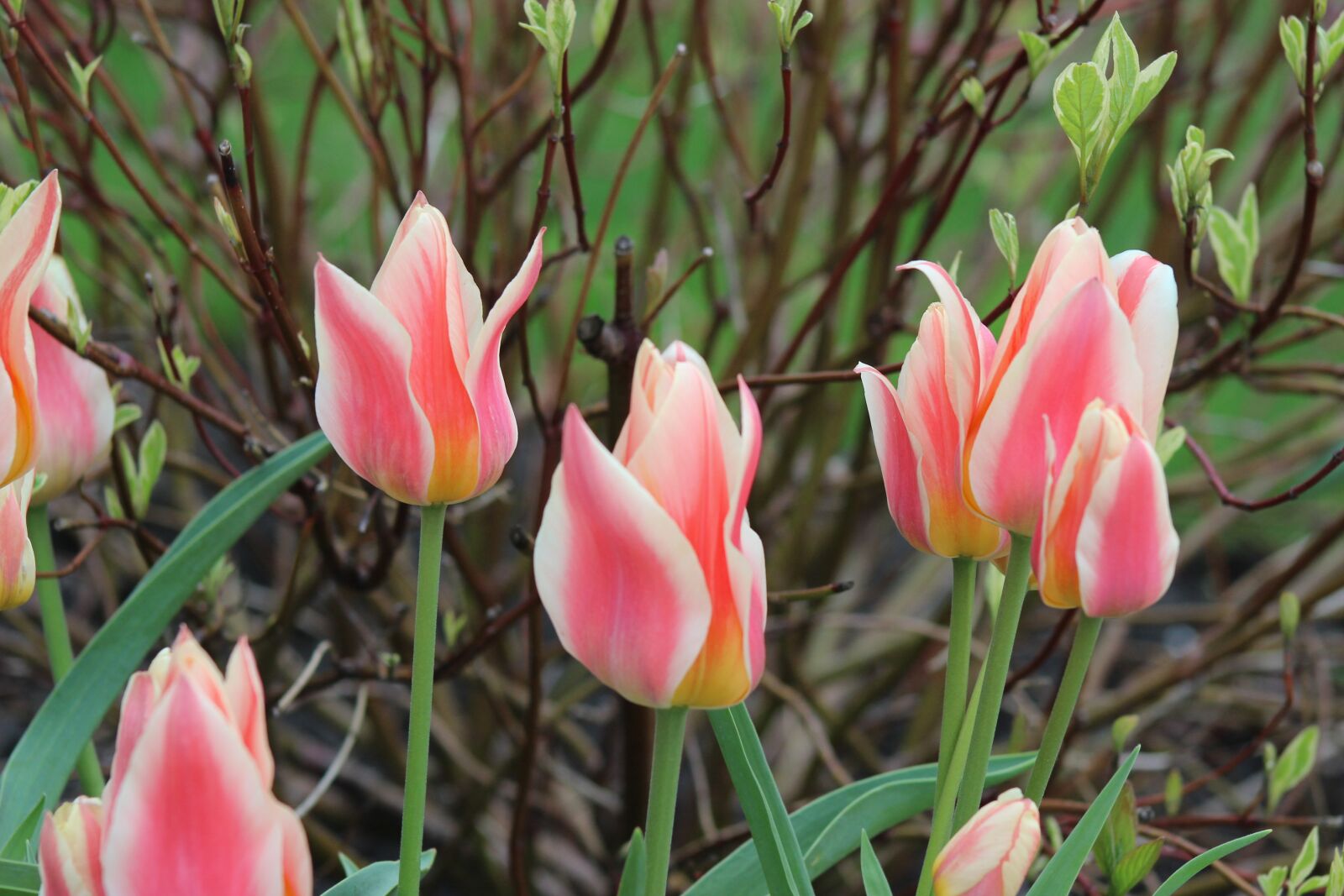 Canon EOS 600D (Rebel EOS T3i / EOS Kiss X5) sample photo. Tulip, flower, nature photography